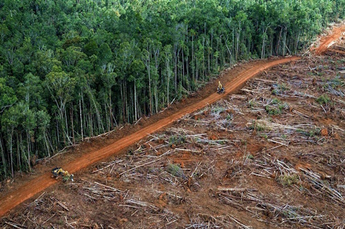 La Commissione Europea propone di rinviare il Regolamento sulla Deforestazione