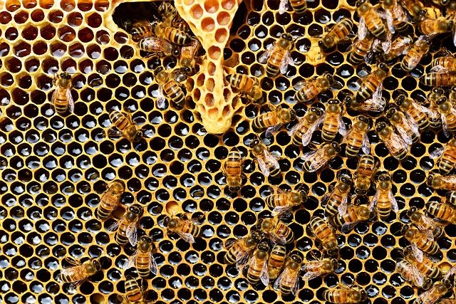 Corte di Giustizia UE: la Commissione era stata correttamente informata dalla Francia sull’urgenza di intervenire a protezione delle api